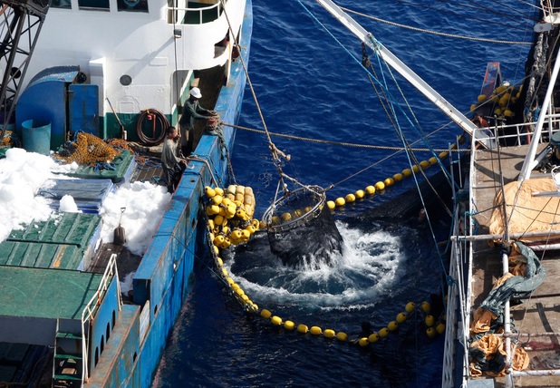 ISSF Adopts First Vessel Registration, Transshipping Requirements for Tuna Longliners